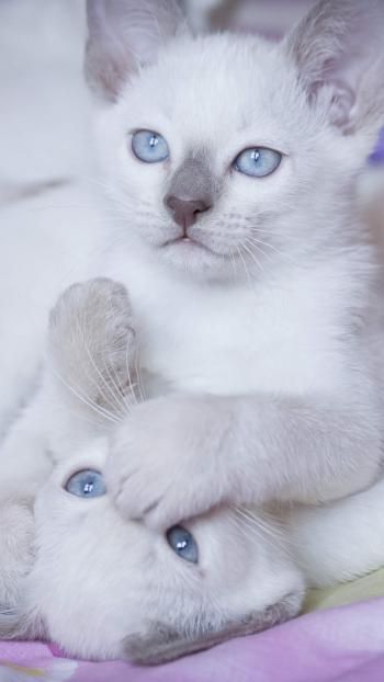可爱超萌小奶猫电脑壁纸下载_高清桌面壁纸高清动物手机壁纸,可爱超萌小奶猫电脑壁纸下载_高清桌面壁纸图片,可爱超萌小奶猫电脑壁纸下载_高清桌面壁纸剧照
