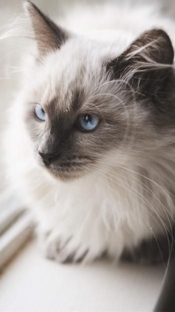 可爱超萌小奶猫电脑壁纸下载_高清桌面壁纸高清动物手机壁纸,可爱超萌小奶猫电脑壁纸下载_高清桌面壁纸图片,可爱超萌小奶猫电脑壁纸下载_高清桌面壁纸剧照