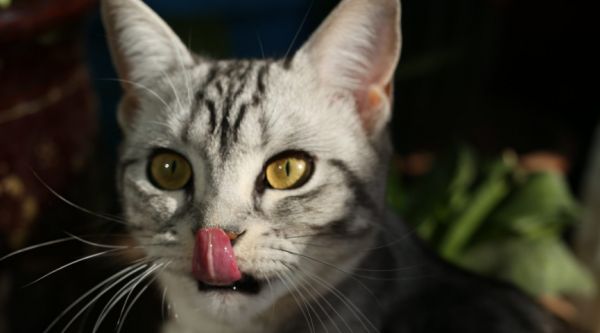 维生素对猫的作用