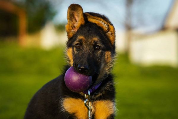 德国牧羊犬小狗。