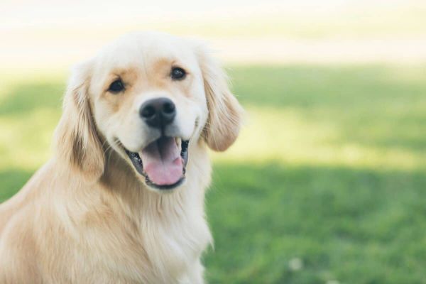 Golden Retriever.
