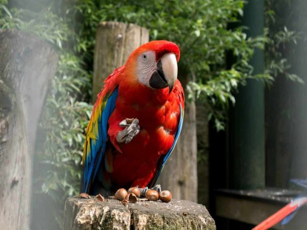 Parrot 