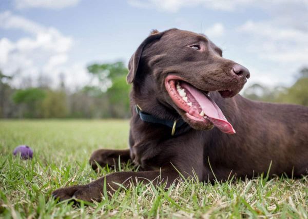 Labrador Retriever.