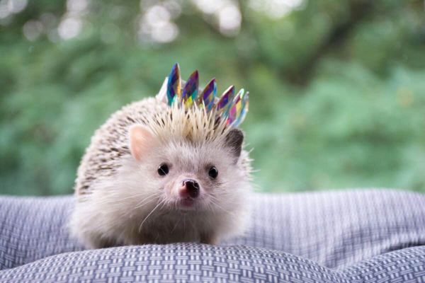 Hedgehog 