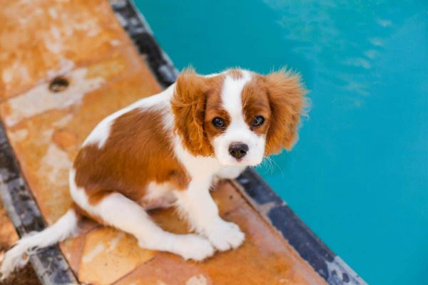 Cavalier King Charles Spaniel Puppy.