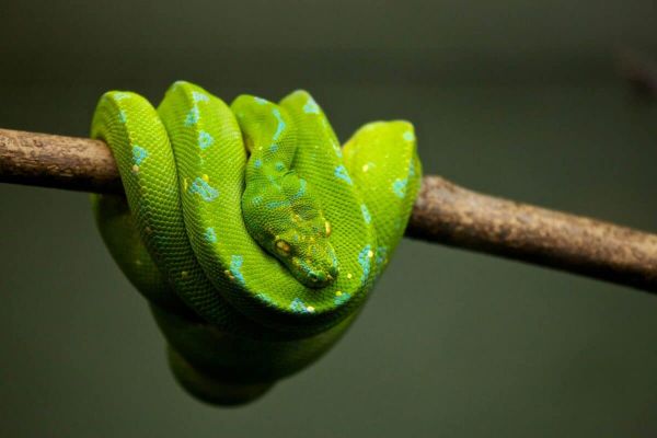 Snake 