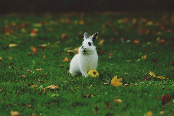 Bunny 