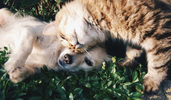 Cat and Dog cuddling.