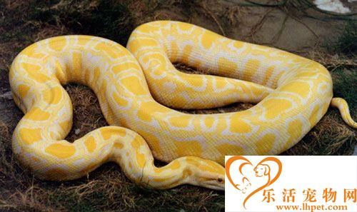 宠物蛇品种 一些比较常见好养的宠物蛇