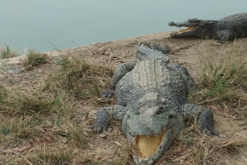 泰鳄宠物：养殖、饲养、保健指南？泰鳄宠物市场现状与品种介绍