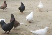 养鸽子成本高吗
