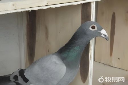 怎么养鸽子