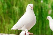 家庭鸽子养殖方法