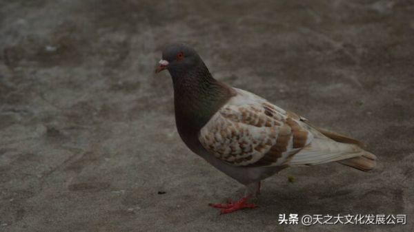给鸽子喂盐水有哪些好处