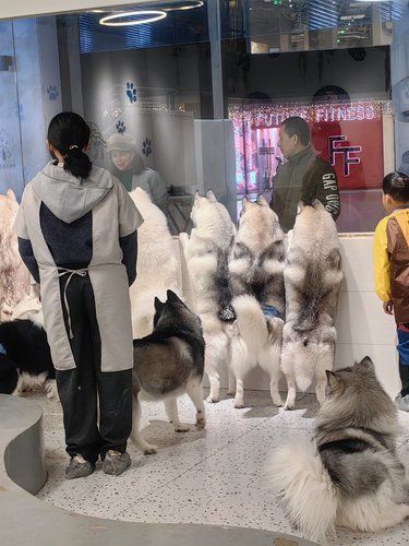 狗狗都在看啥热闹？
