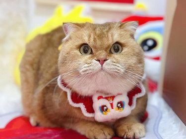 [礼花]猫咪财神到，好运连连来！