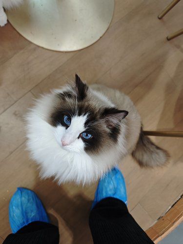 店里猫咪超治愈