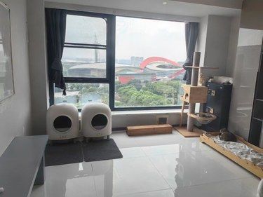 专业护理宠爱猫咪