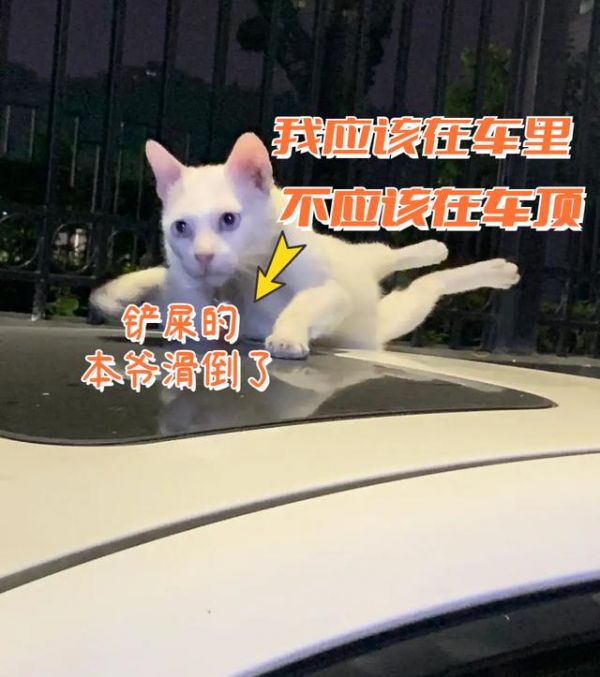 带宠出门网约车不能坐了？滈滴打车宠物出行接送专车解决出行问题-有驾