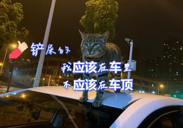 带宠出门网约车不能坐了？滈滴打车宠物出行接送专车解决出行问题-有驾