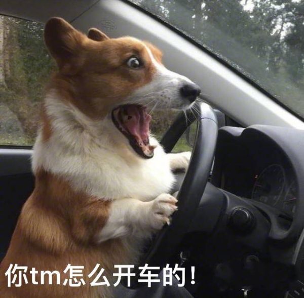 带宠出门网约车不能坐了？滈滴打车宠物出行接送专车解决出行问题-有驾