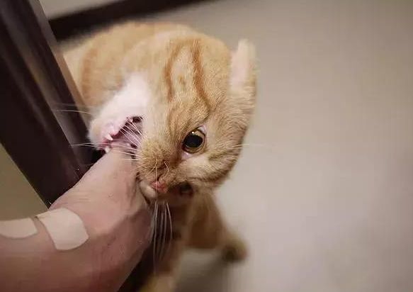 猫咬了要打狂犬疫苗吗（被猫咪抓伤后要怎么处理呢）
