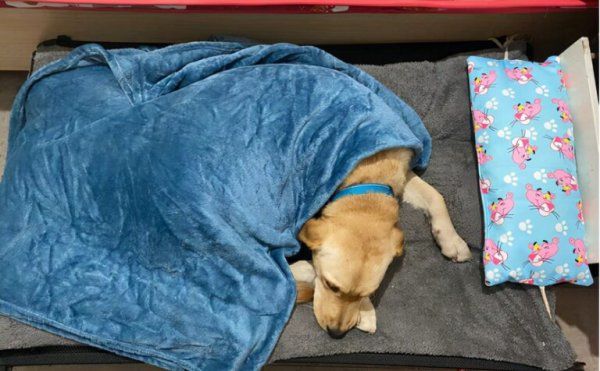 养一只大型犬一个月多少钱
