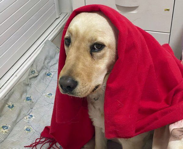 养一只大型犬一个月多少钱