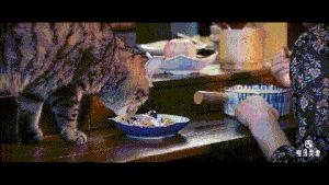 【人宠共食】鸭肉蔬果沙拉的做法 步骤9