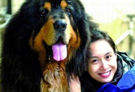 明星喜欢养什么宠物了，赵丽颖养了可爱的狗狗，陈乔恩养了蚕？