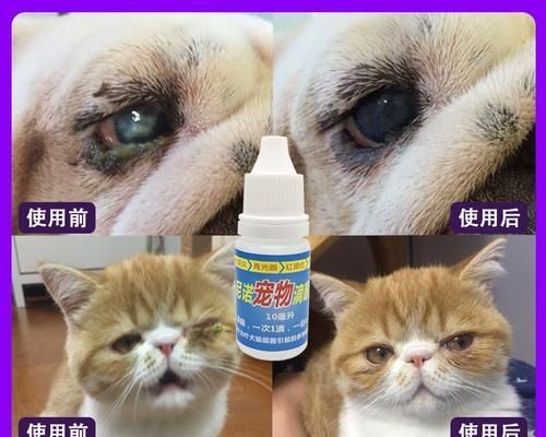 狗眼屎该用哪种眼药水（以宠物为主）