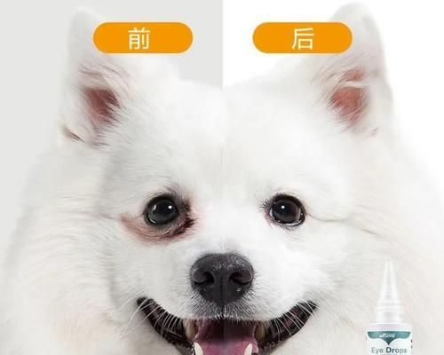 如何给宠物狗狗上眼药水（简单易行的操作方法）