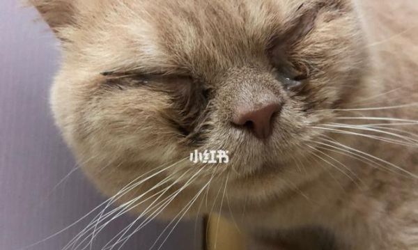 宠物小猫眼睛睁不开应该怎么办（小猫眼睛睁不开）