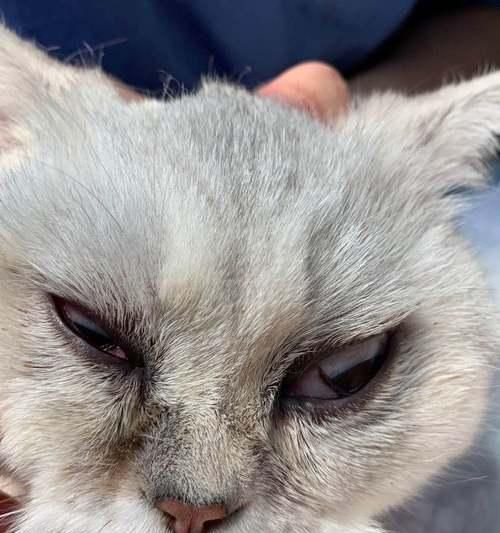 宠物小猫眼睛睁不开应该怎么办（小猫眼睛睁不开）