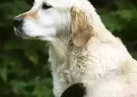 宠物狗狗梳子和刷子的选择