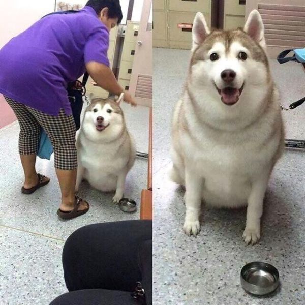 6只身材胖到变形的宠物，把柴犬养的变成了猪，这身材把人笑喷！