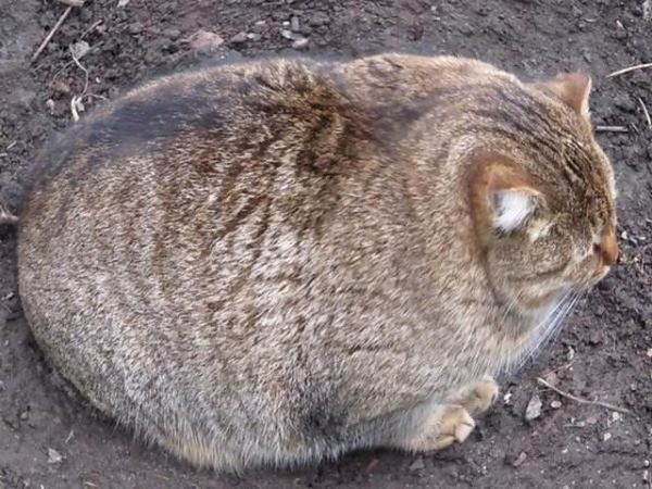6只身材胖到变形的宠物，把柴犬养的变成了猪，这身材把人笑喷！