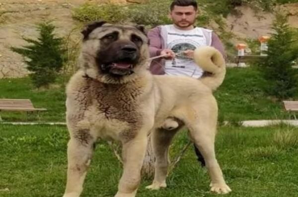 坎高犬-世界最大的狗排行榜全球十大体型最大的狗