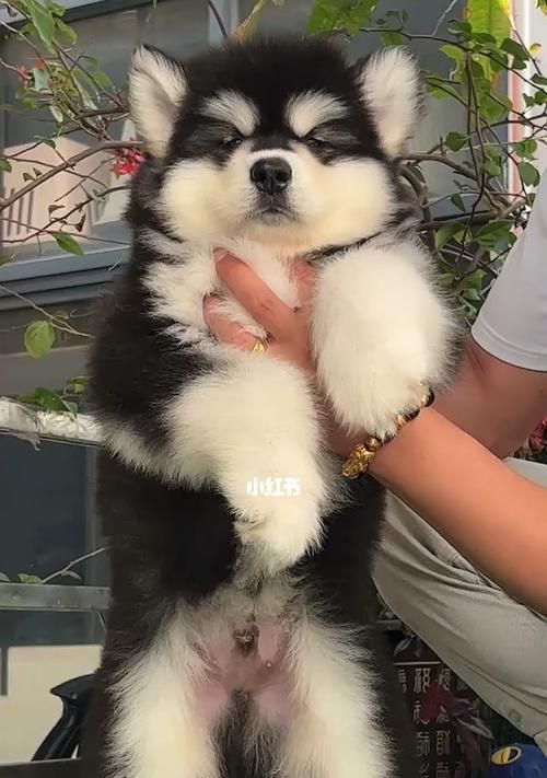 巨型阿拉斯加犬（探究巨型阿拉斯加犬的性格特点）