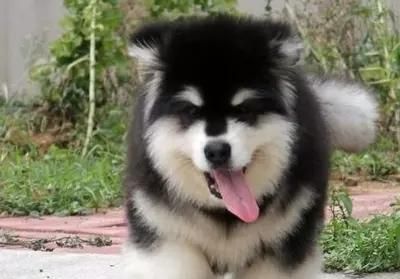 巨型阿拉斯加犬（探究巨型阿拉斯加犬的性格特点）