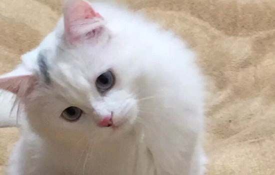 对猫咪无害的室内植物