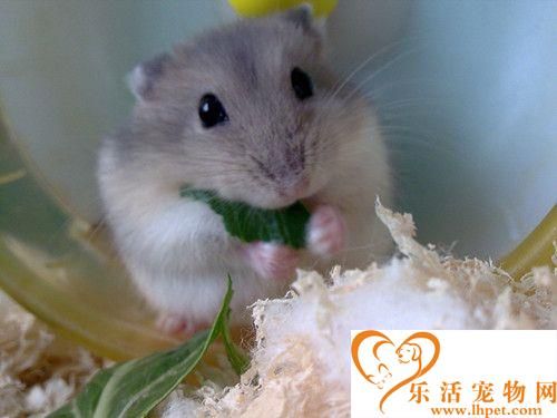 怎么养仓鼠才不会死 养仓鼠需要注意地方