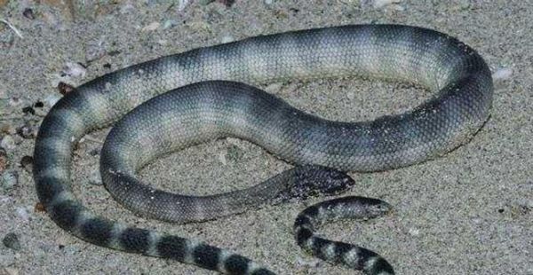猫咪淋巴管渗漏的症状、原因和治疗方法（以宠物为主）