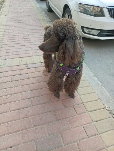 龙子湖用心的宠物洗护