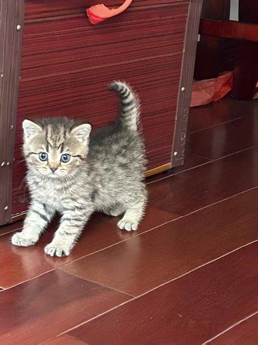 一冲动买了两只猫