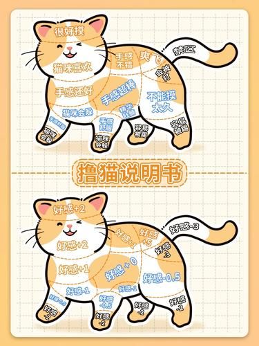 撸猫秘籍 | 让高冷猫咪变粘人