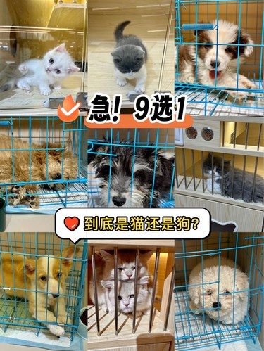 急！到底选哪只？猫还是狗？