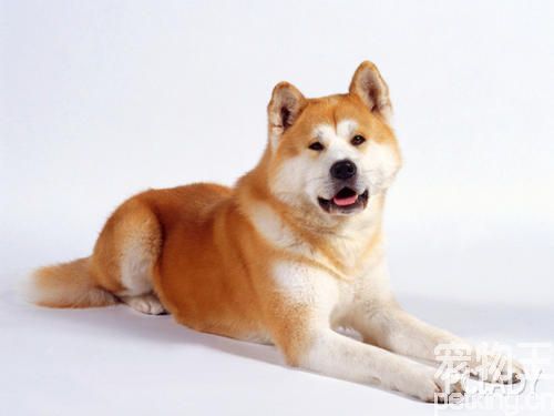 秋田犬
