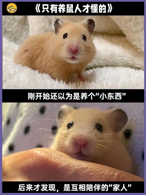 如何健康饲养仓鼠