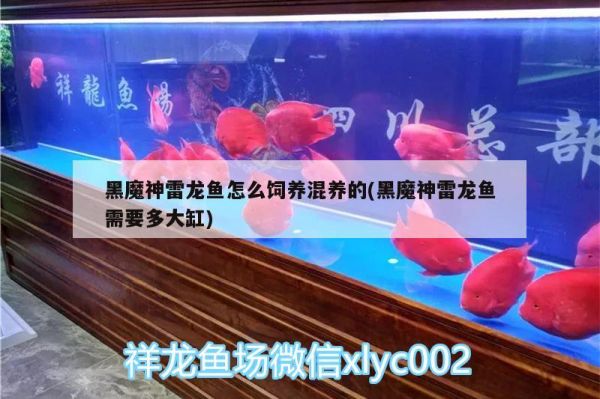 35cm鱼缸造景教程超详细视频（35x20x22鱼缸造景） 祥龙水族护理水 第2张